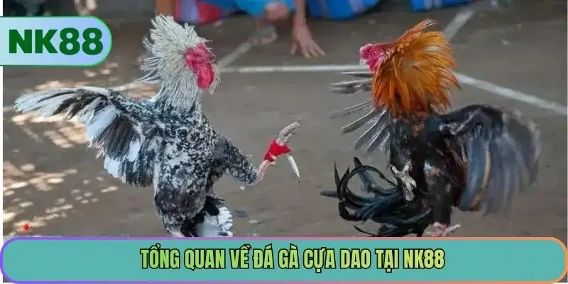 Tổng quan về đá gà cựa dao tại NK88